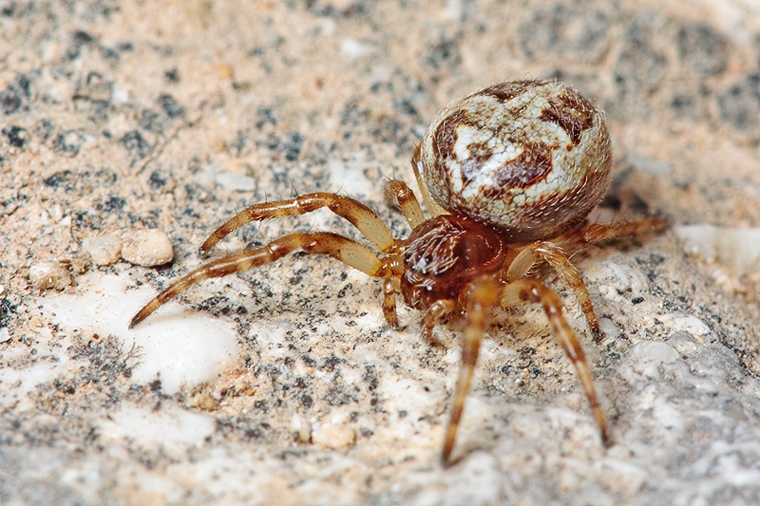 Larinioides sp.